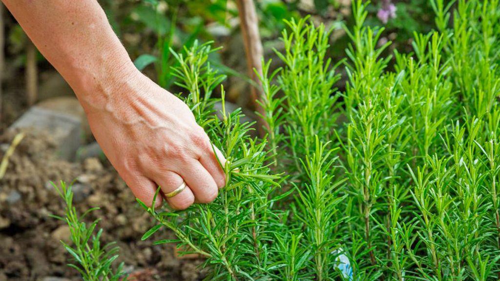 Bimët Mjekësore që Pastrojnë Stomakun dhe Pankreasin Si t i Përdorni