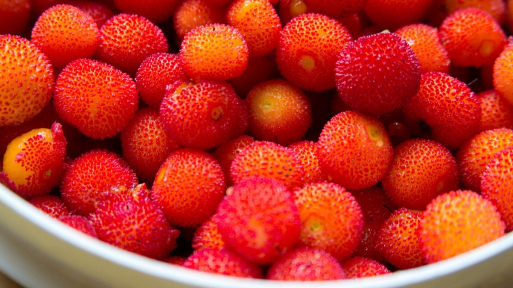 Mjalti i Maresë - Produkti me Shijen e Veçantë nga Shqipëria - AgroWeb