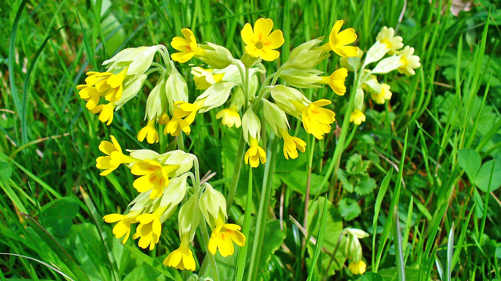 Примула Весенняя (Primula veris)