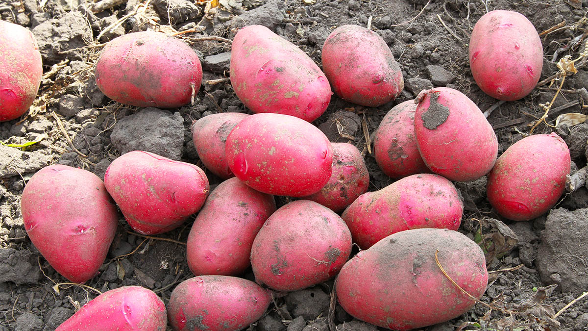 Урожайные сорта картофеля для средней. Семенной картофель ред леди.