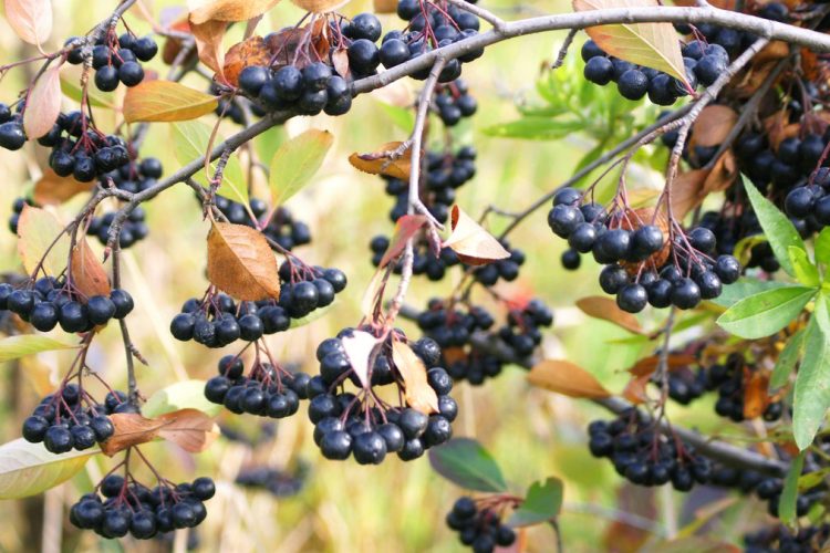 Rezultate imazhesh për Bima e Aronias