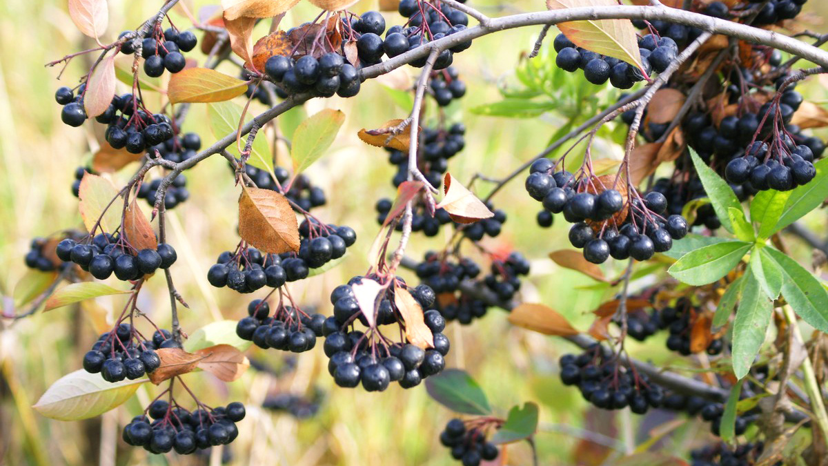 Fruti i Rrallë Medicinal – Pse të Gjithë Kërkojnë Aronian e Dibrës