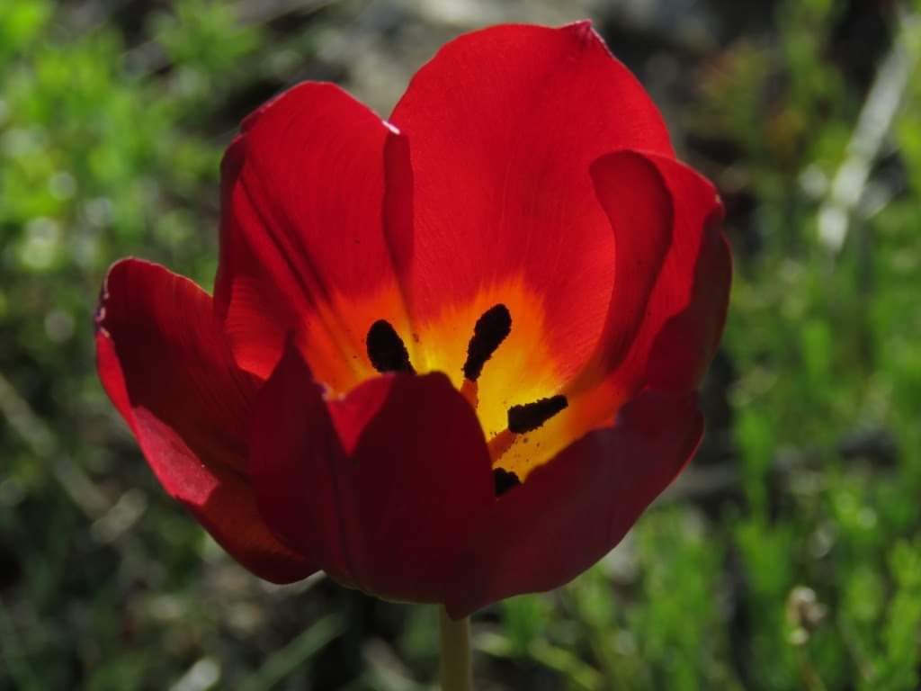 tulipani1-1024x768.jpg