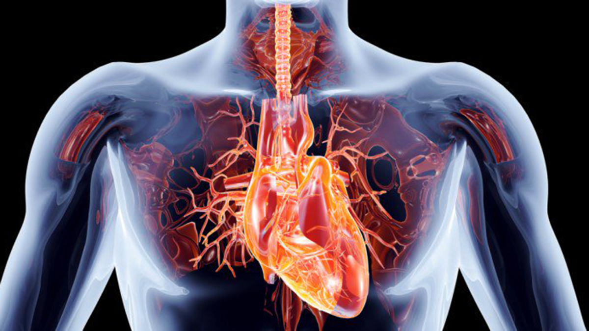 Si ndikon Ndotja e Ajrit tek Sëmundjet e Zemrës