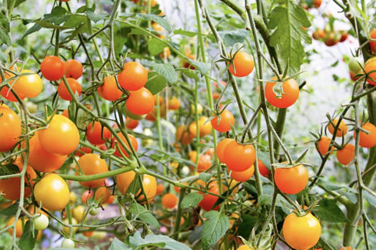 Përse Duhet Të Konsumoni Më Shumë Domate Portokalli - AgroWeb