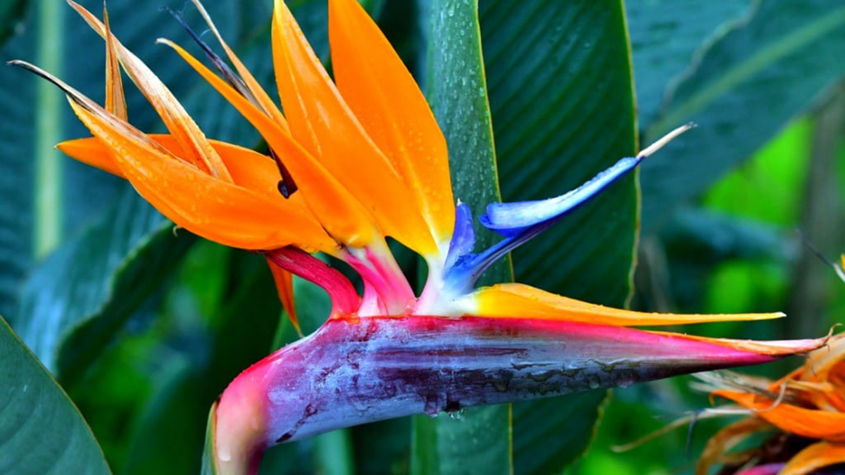 Zogu i Parajsës –  Si të Mbillni Lulen e Veçantë