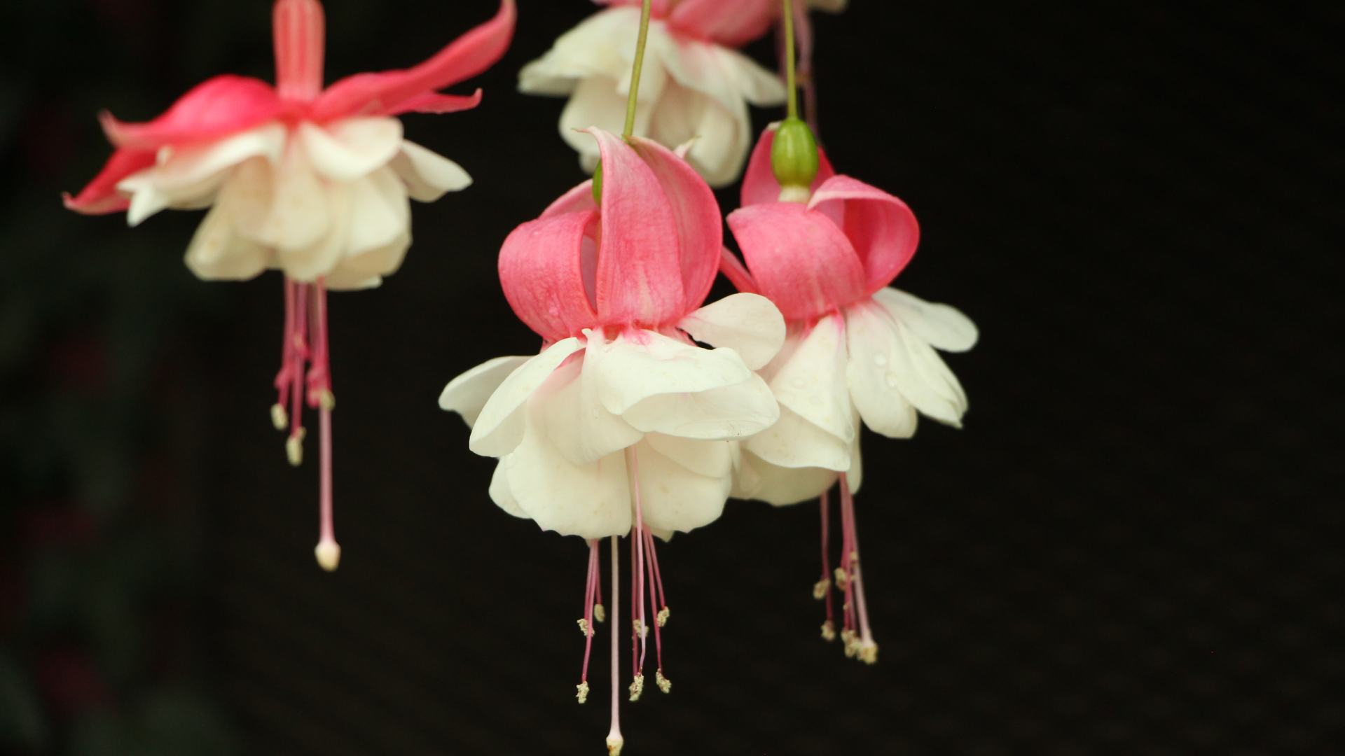 Lule Vathi – Si të Mbillni dhe të Përkujdeseni për Bimën Ekzotike